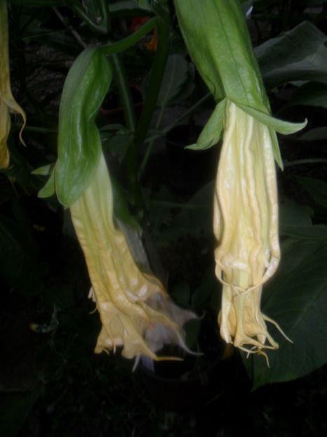  - brugmansii 2018 1