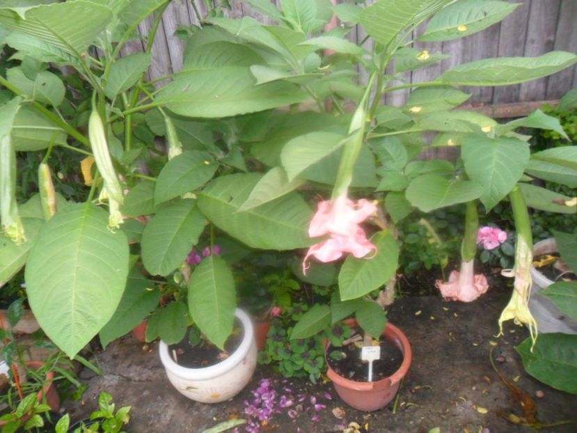  - brugmansii 2018 1