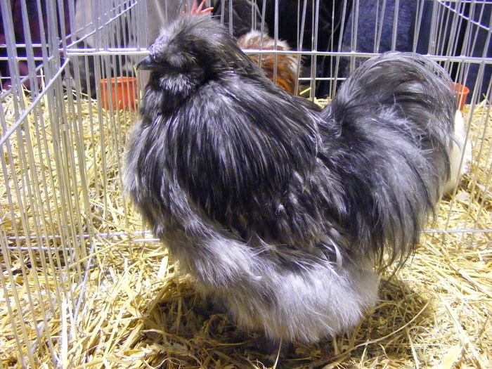 DSCF7631 - expozitzia de pasari galatzi 20-02-20010