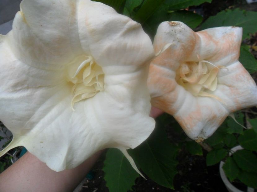  - brugmansii 2018 1