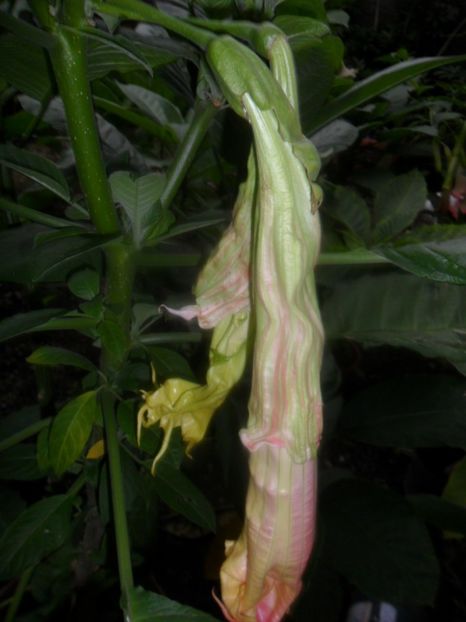  - brugmansii 2018 1