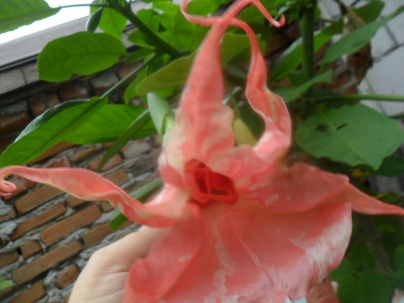  - brugmansii 2018 1