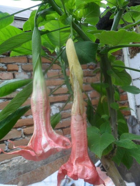  - brugmansii 2018 1