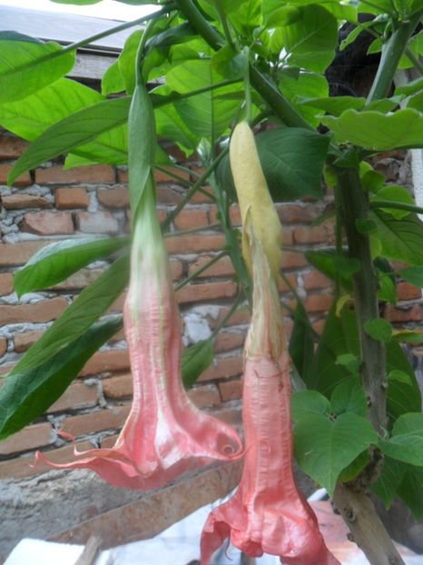  - brugmansii 2018 1