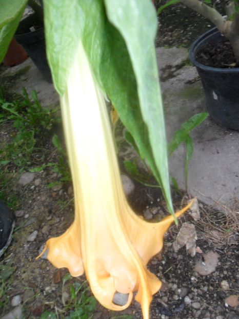  - brugmansii 2018 1