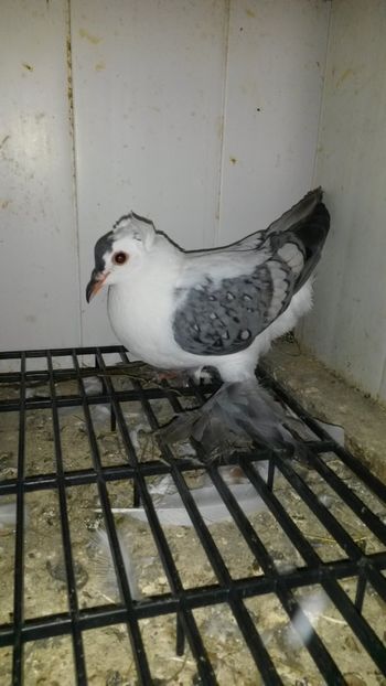  - 05 Randunele de Saxonia