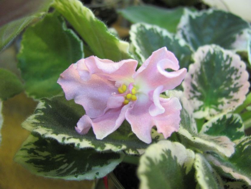  - ZZZZPink Sensation