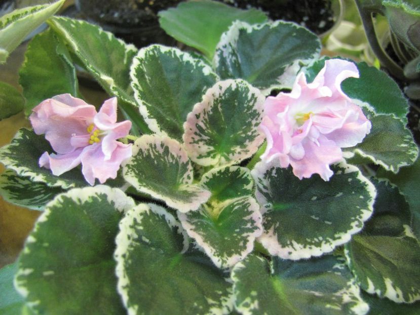  - ZZZZPink Sensation