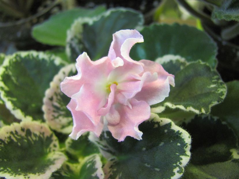  - ZZZZPink Sensation