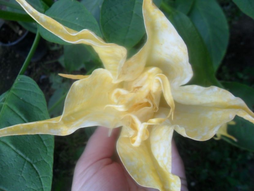  - Angells Endells Summer