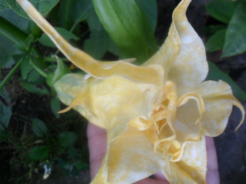  - Angells Endells Summer