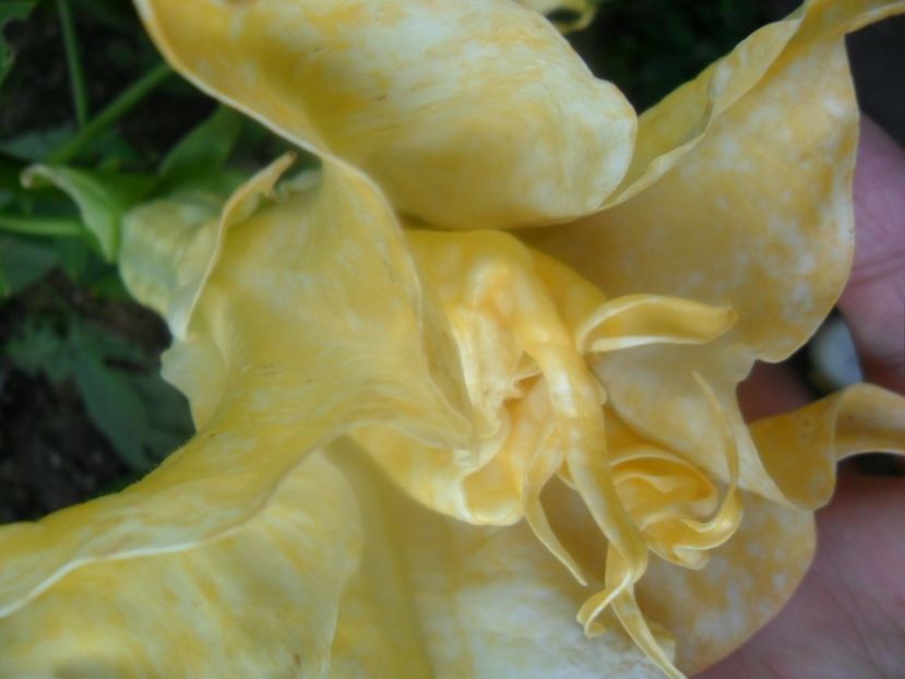  - Angells Endells Summer