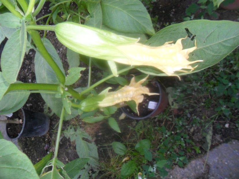  - Angells Endells Summer