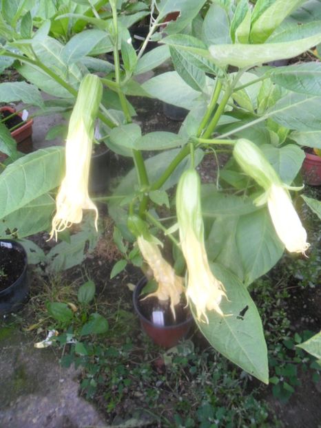  - Angells Endells Summer