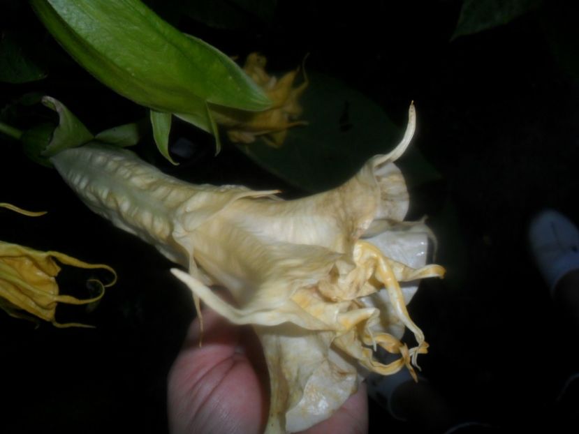  - Angells Endells Summer