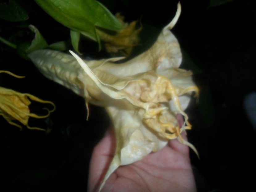  - Angells Endells Summer