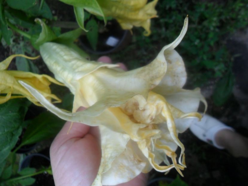  - Angells Endells Summer