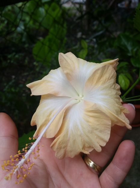 30-07-2018 - Cream Lady