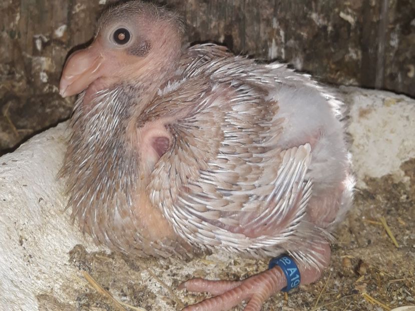  - Pui americani 2018