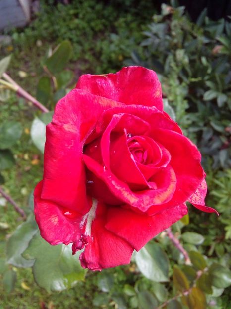  - TRANDAFIRI 2018-2019