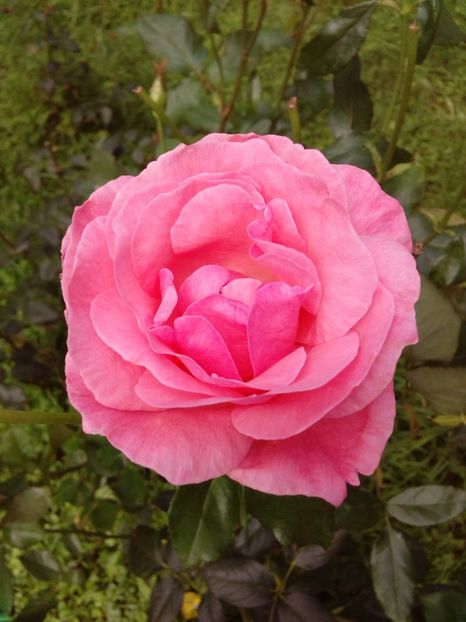  - TRANDAFIRI 2018-2019