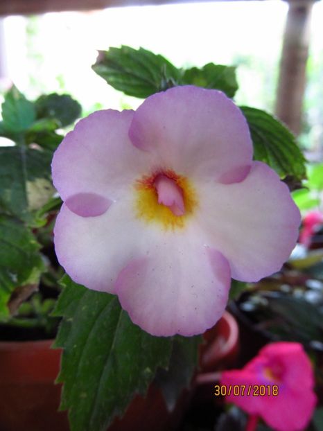 Mesange Blanche - ACHIMENES 2020 - VANZARI HIBRIZI