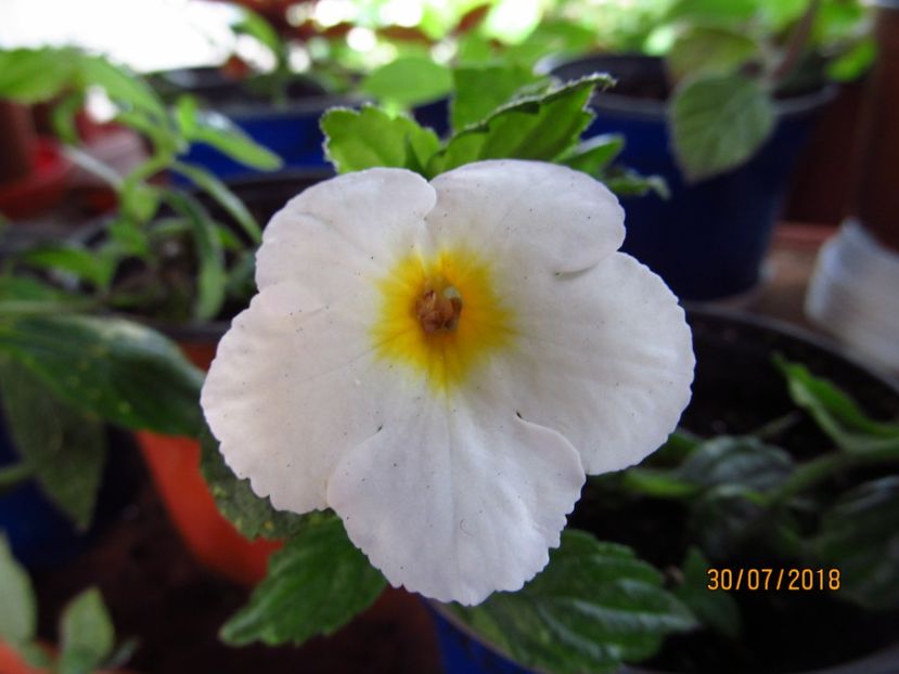 Golden Butterfly - ACHIMENES 2020 - VANZARI HIBRIZI