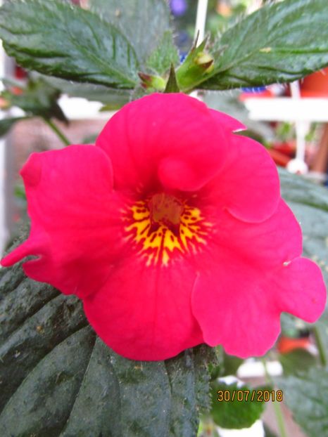 Polly Tan - ACHIMENES 2020 - VANZARI HIBRIZI