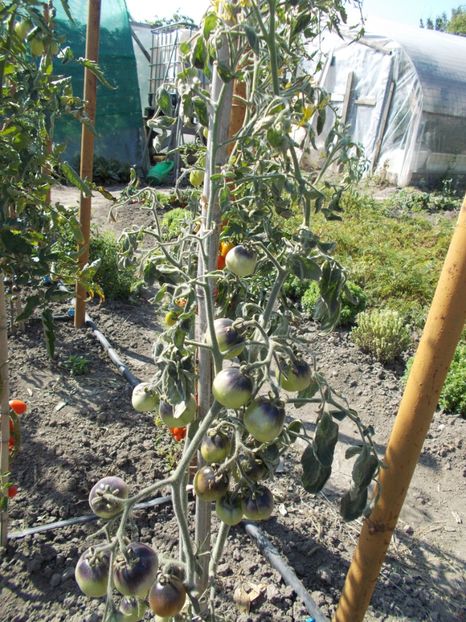  - SEMINTE ROSII CU PUF - WOOLY BLUE JAY