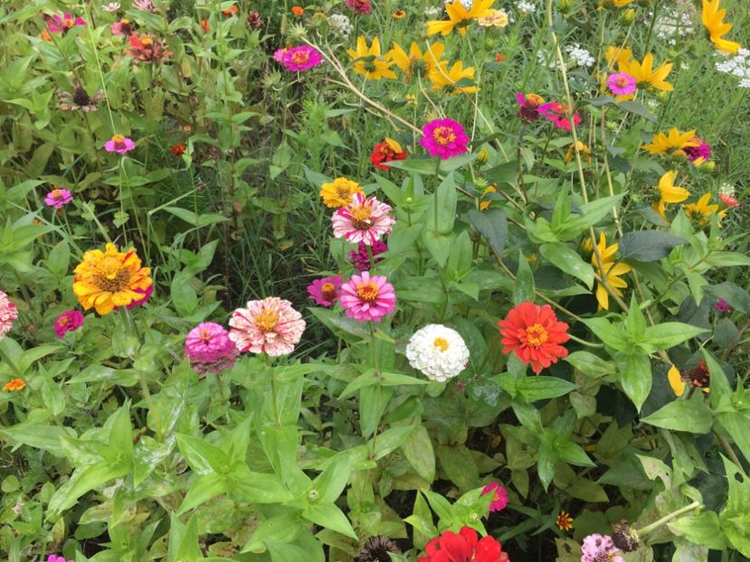 E108275D-DC43-4E9E-85FE-46C33F83AB84 - Carciumarese 2018