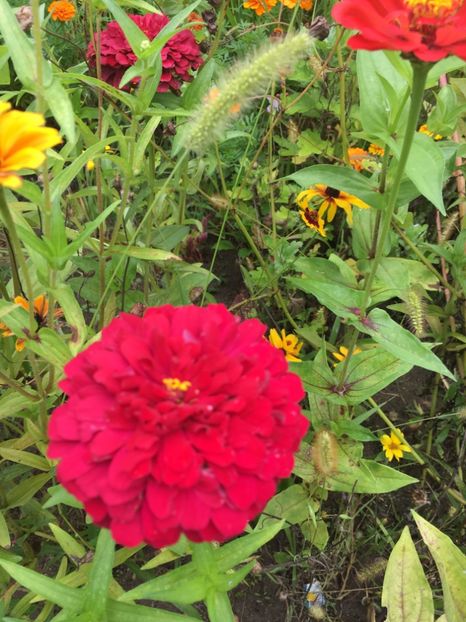 A376ACE6-D47A-4636-9E2A-98753DAFDB14 - Carciumarese 2018