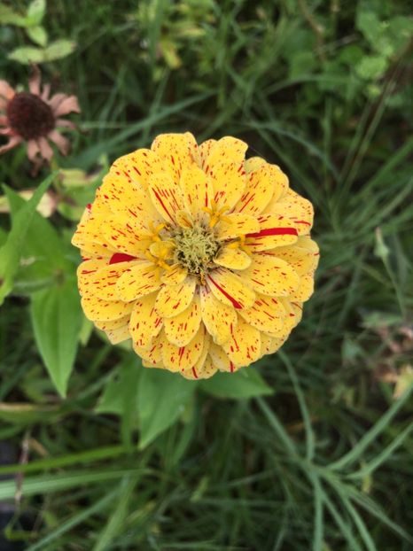 A2D8C7B2-E2BD-4B34-9994-563456C4A8B2 - Carciumarese 2018