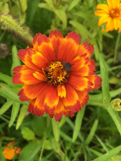 C9A75579-3D75-4D33-918D-EBC99A32A234 - Carciumarese 2018