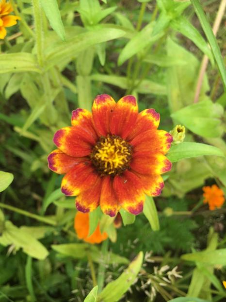 699D5992-8932-40A5-B2E5-BF48D83A1E74 - Carciumarese 2018