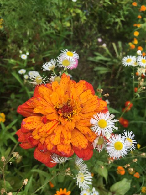 BA957223-1B93-4FD3-BB65-74623DCA68F8 - Carciumarese 2018