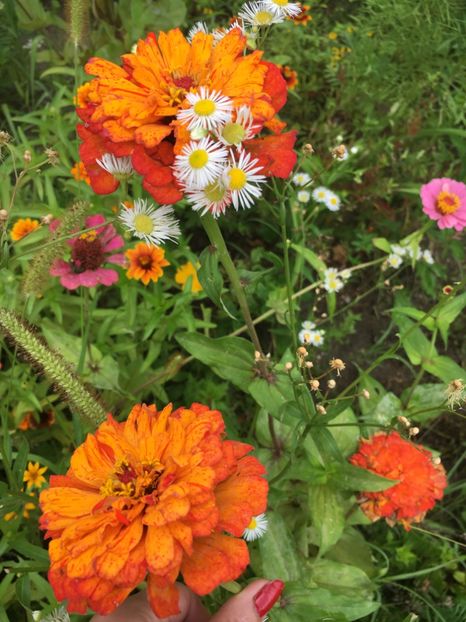 DAFD6476-9637-4DFE-BD08-EB0A88A61B32 - Carciumarese 2018