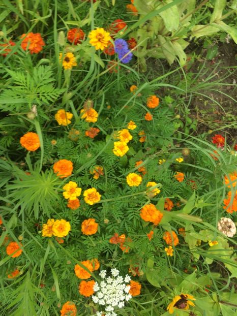 01977737-EBD8-4D27-BD06-29666486482B - Carciumarese 2018