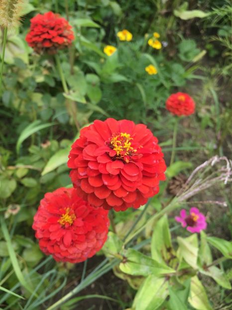 75191482-6C60-4249-A935-396B1FE9389D - Carciumarese 2018