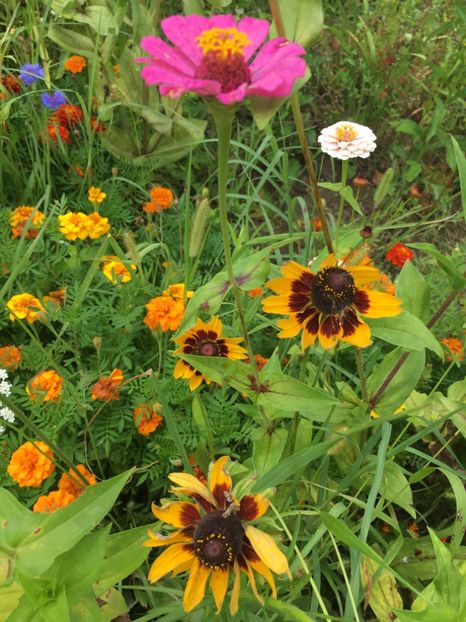 A62060A8-0D29-471F-8FEA-78BBD1EF5CC3 - Carciumarese 2018