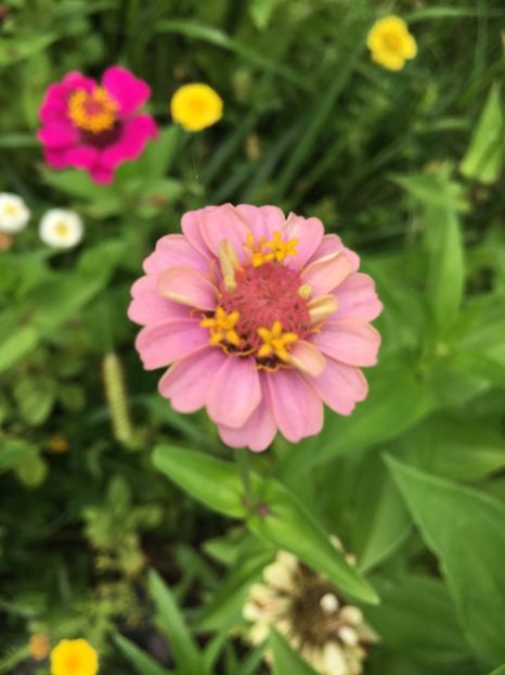 9AAAB20A-E247-4880-99BA-FB456530E9D4 - Carciumarese 2018