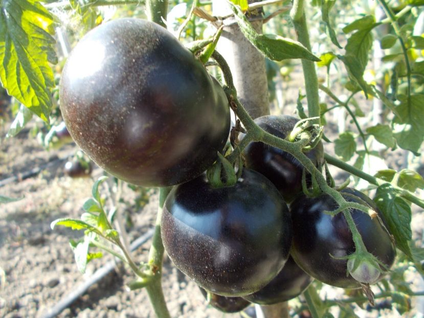  - SEMINTE ROSII - KONIGIN DER NACHT