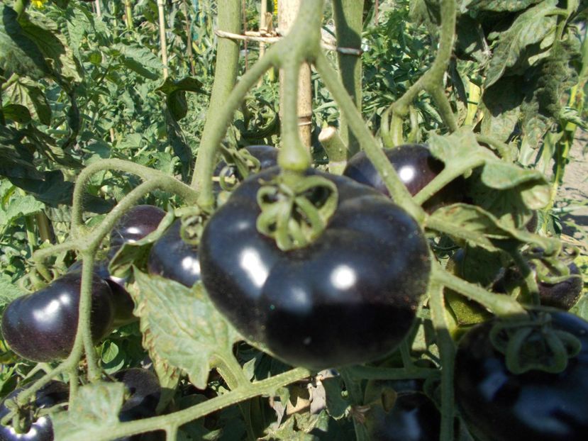  - SEMINTE ROSII - H 34-GELBE