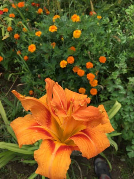 65E063A2-023F-43FA-A7F0-A2FD06EB71BB - Hemerocallis 2018