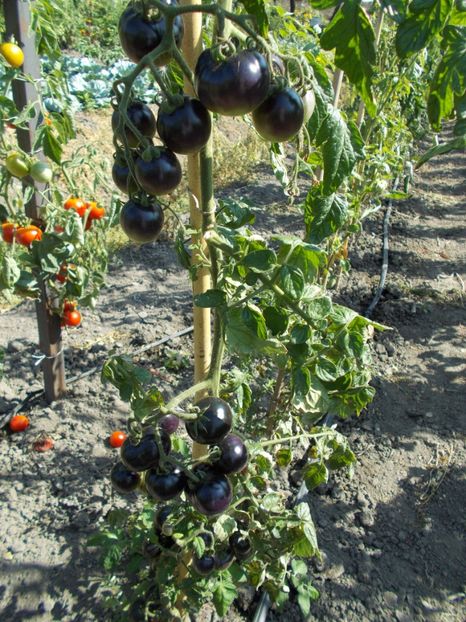  - SEMINTE ROSII - BLUE BAYOU