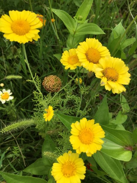 2ABB45E7-87C1-4C76-872A-3452C3E43DD4 - Flori la balta 2018