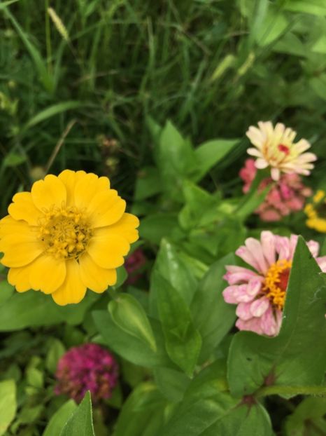 7944F4DA-4FE5-44DA-B7EF-F2AE47A48648 - Flori la balta 2018