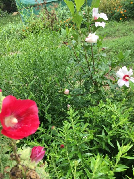 5485357F-C0DE-4830-9C51-D96628F3A6ED - Flori la balta 2018