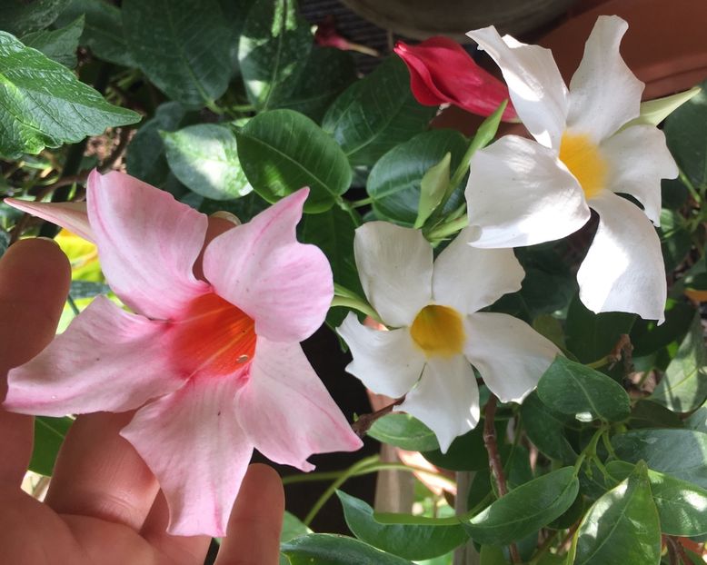 2EFAF58A-97AE-4FF6-8404-D37E11847DFA - Mandeville 2018