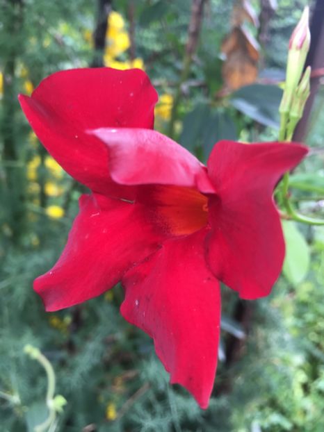 C82327A7-0FCE-44B3-9C4C-067E7046A3F9 - Mandeville 2018