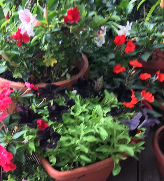 6DFC0829-9C2F-4033-9174-66437042A9A9 - Mandeville 2018